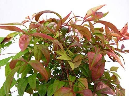 Firepower Heavenly Bamboo | Large Gallon Size Plant | Nandina Domestica | Brilliant Colorful Low Maintenance Foliage