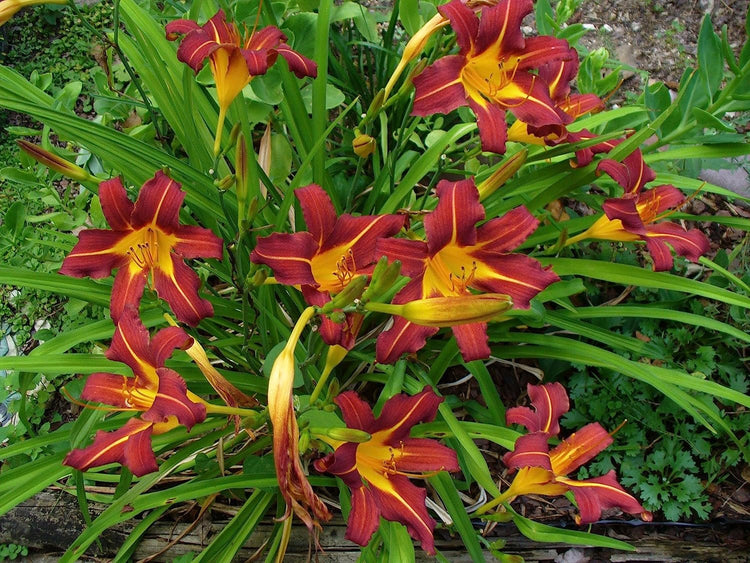 Ming Toy Daylily | Live 4 Inch Pot | Hemerocallis Plants | Beautiful Low Maintenance Blooming Groundcover