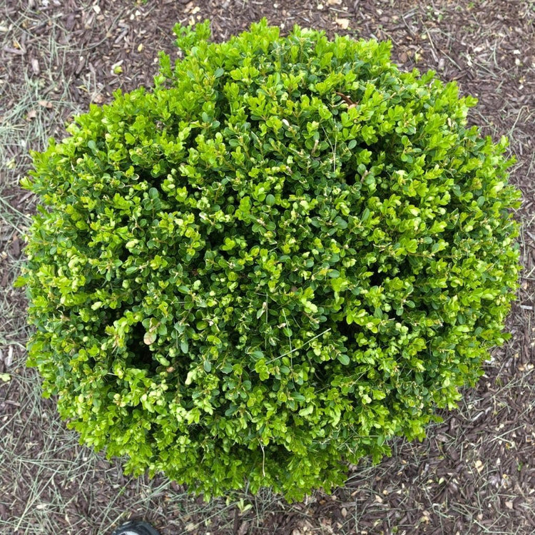 Wintergreen Boxwood | Live Quart Size Plants | Dense Evergreen Foliage