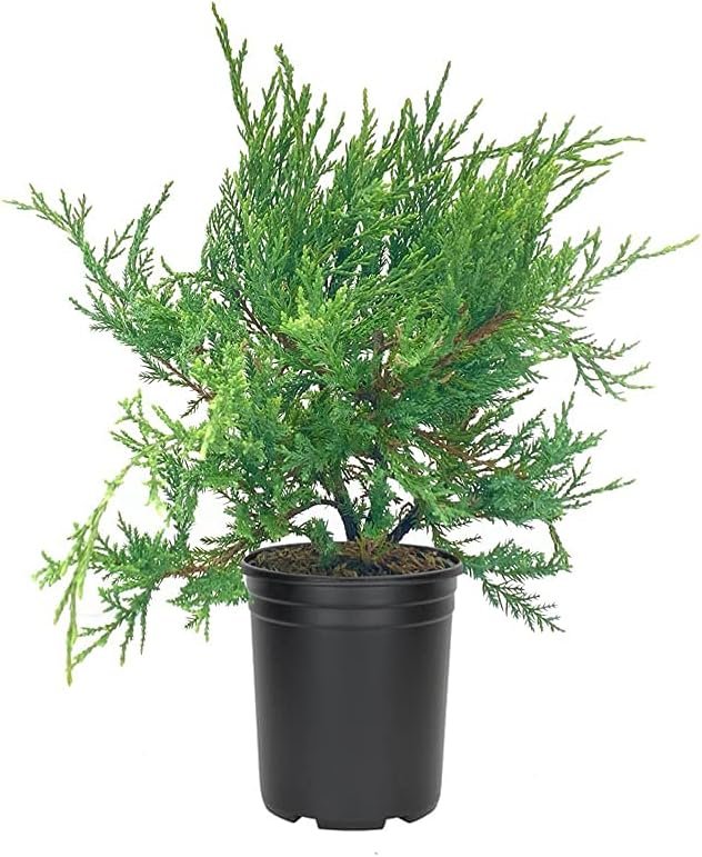 Juniper Sea Spray | Live 4 Inch Pots | Juniperus Chinensis | Drought Tolerant Cold Hardy Evergreen Groundcover Plants