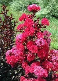 Crape Myrtle Double Feature I Extra Large 3 Gallon Plant I Red Flowering Dual Display of Red Blooms & Burgundy Foliage, Drought-Tolerant Live Tree