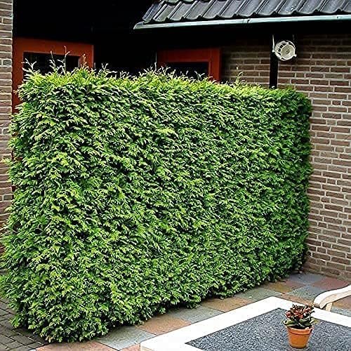 Green Giant Arborvitae | Live 1 Gallon Trees | Thuja Plicata | Evergreen Privacy Screening Plants