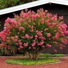 Crape Myrtle Hopi Rose Pink | Extra Large 3 Gallon Plants | Soft Rose-Pink Blossoms, Live Plant, Ornamental Shrub for Tranquil Garden Settings