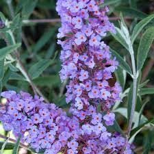 Buddleia Nanho Blue | Extra Large 3 Gallon Plants | Fragrant & Compact Butterfly Bush, Ideal for Vibrant Landscapes, Attractive Borders & Butterfly Gardens, Drought Tolerant (3 Plants)