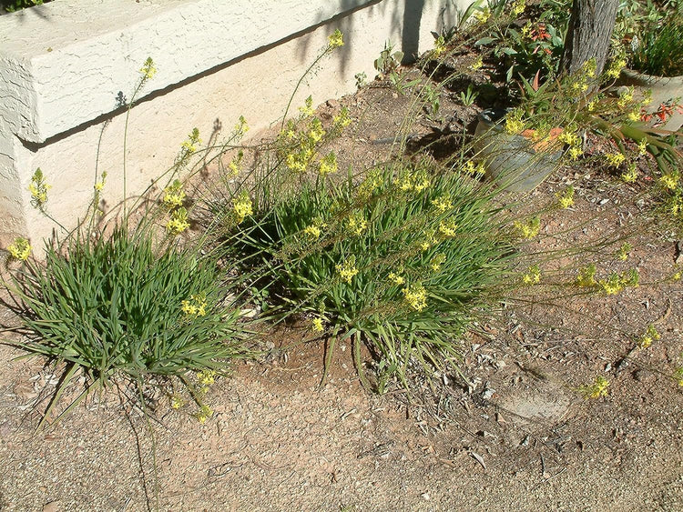 Bulbine Yellow | Live Gallon Size Plants | Bright Yellow Flowering Succulent, Live Plant, Perfect for Sunny Gardens, Drought-Tolerant Landscape Addition (2 Plants)