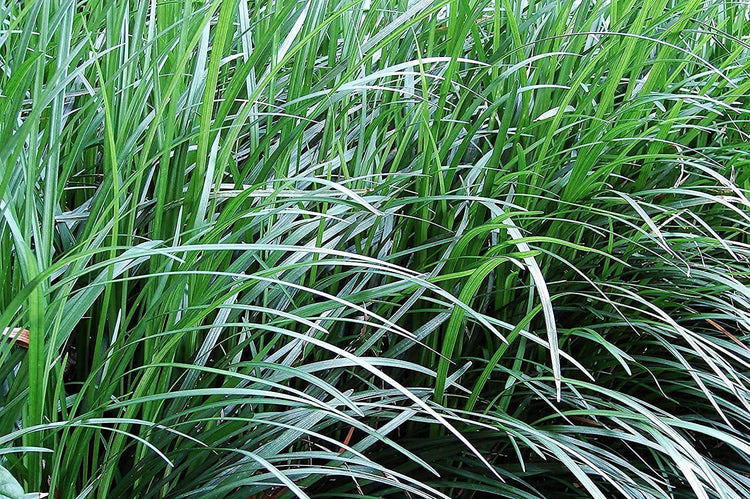 Mondo Grass Ophiopogon Japonicus | Live Pips Bare Root Plants | Live Shade Loving Evergreen Groundcover Plants