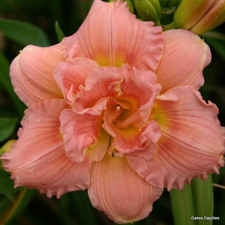 Daylily Siloam Double Classic I Live 3 Inch Pots I Hemerocallis I Peach Colored Flowers (03 Plants)