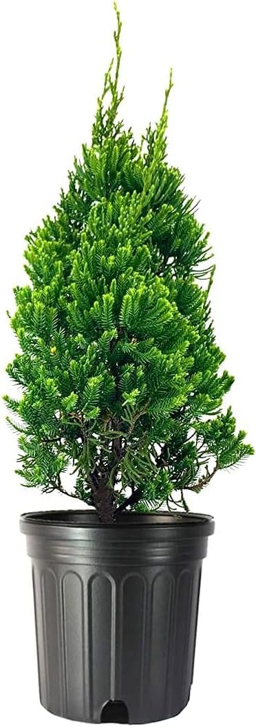 Robusta Green Juniper | Live Gallon Size Trees | Juniperus Chinensis | Drought Tolerant Cold Hardy Evergreen Screening Plant