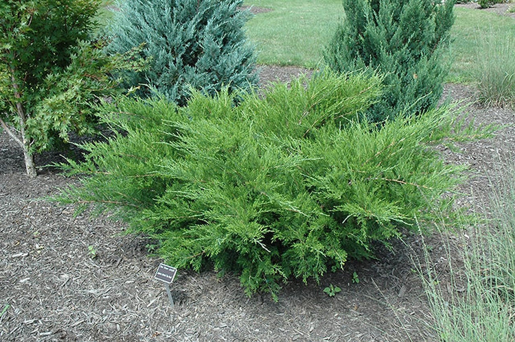 Seagreen Juniper | Extra Large 3 Gallon Plants | Elegant & Hardy Evergreen Shrub, Perfect for Ground Cover, Landscaping, Topiary & Bonsai, Vibrant Foliage for Garden & Outdoor Spaces (1 Plant)