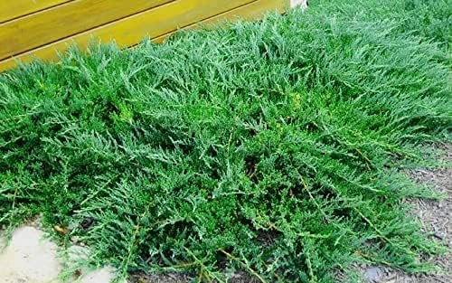 Green Sargent Juniper | Live 4 Inch Pots | Juniperus Chinensis | Drought Tolerant Cold Hardy Evergreen Groundcover Plants