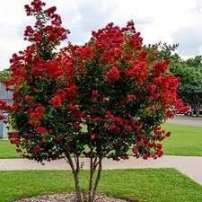 Crape Myrtle Dynamite Red | Extra Large 3 Gallon Plant | Vivid Red Blooms & Hardy Growth, Live Plant, Ornamental Shrub for Striking Garden Display