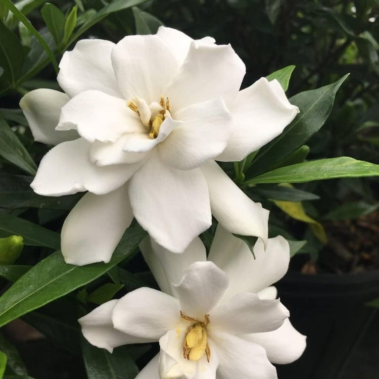 Frostproof Gardenia | Large Gallon Size Plant | Fragrant Blooming Shrub