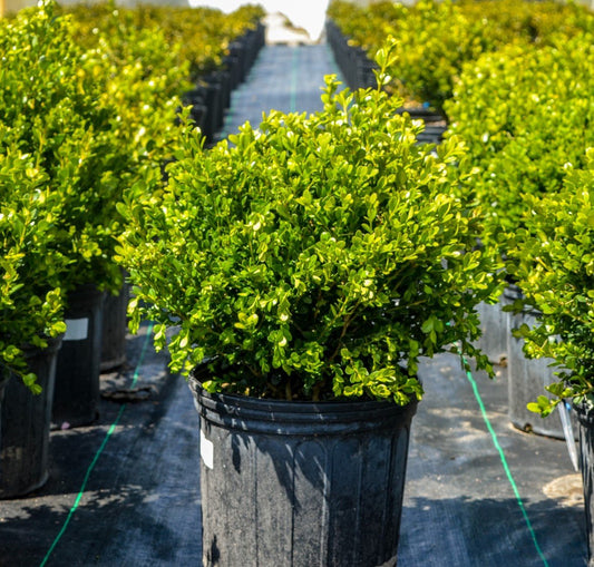 Wintergreen Boxwood | Large 3 Gallon Plants | Dense Evergreen Foliage, Cold-Hardy & Ideal for Year-Round Landscaping, Elegant Border & Hedge Plant, Live Shrub (1 Plant)