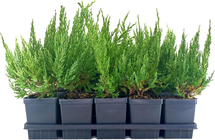 Juniper Blue Sargent - Live 4 Inch Pots - Juniperus Chinensis - Drought Tolerant Cold Hardy Evergreen Groundcover Plants