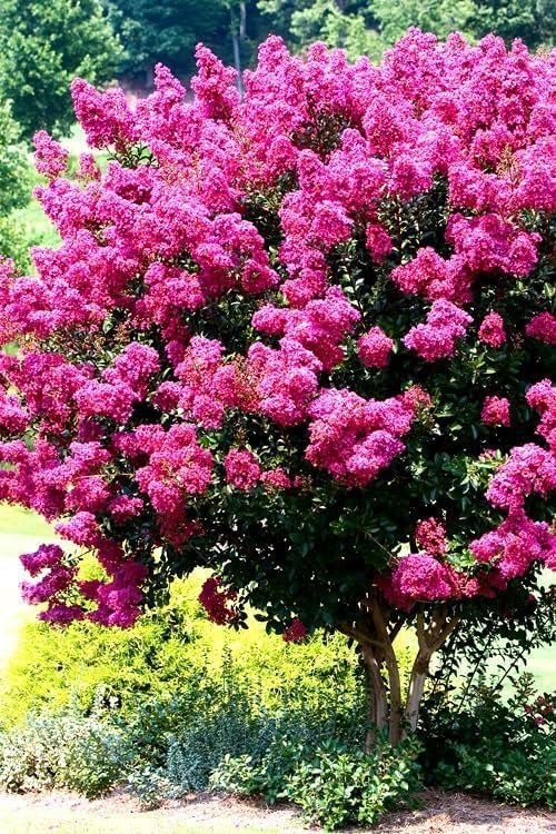 Crape Myrtle Pink Velour | Live Plants | Lush Magenta-Pink Blooms, Live Plant, Elegant Ornamental Shrub for Distinctive Garden Accents