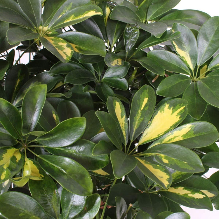 Umbrella Tree - 'Gold Capella' Live Braided Schefflera Arboricola - Florist Quality - Beautiful Indoor Tree - 3 Feet Tall