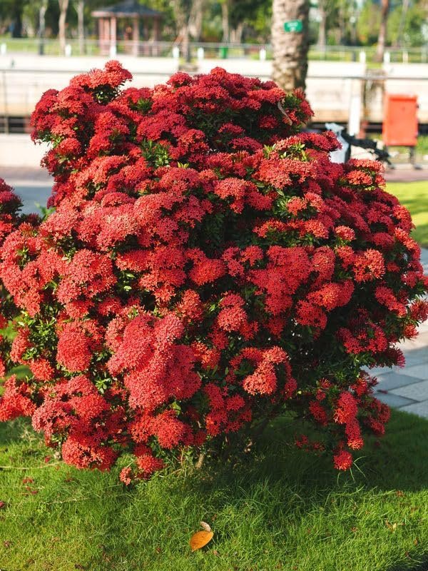 Ixora Maui Red I Large Gallon Size Plants I Rubiaceae Ixora Coccinea | Live Lush Red Cluster Blooms, Heat and Drought Tolerant, Ideal for Tropical and Subtropical Gardens