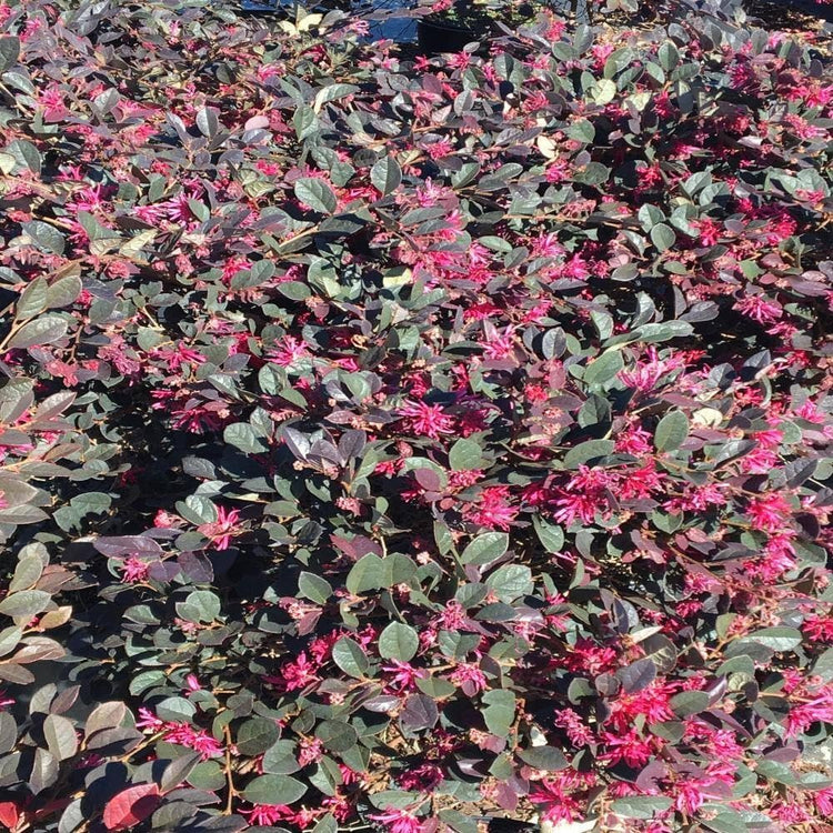 Loropetalum Daruma Compact Ruby I Live Plants I Chinese Fringe Flower I Vibrant Red Foliage and Pink Flowers, Low-Maintenance, Compact Shrub for Borders and Containers