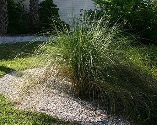 Sand Cord Grass | Live Plants | Spartina Bakeri | Drought Tolerant Low Maintenance Marsh Grass