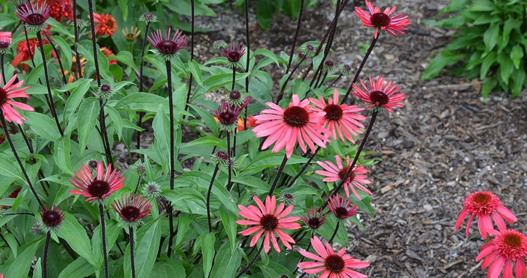 Echinacea 'Solar Flare' | Live Plants I Coneflower Striking Orange Bloom Perennial I Low-Maintenance I Ideal for Sunset Gardens (20 Plants)