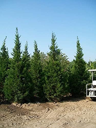 Hetzi Juniper | Live Gallon Size Trees | Juniperus Chinensis | Drought Tolerant Cold Hardy Evergreen Privacy Screening Plants