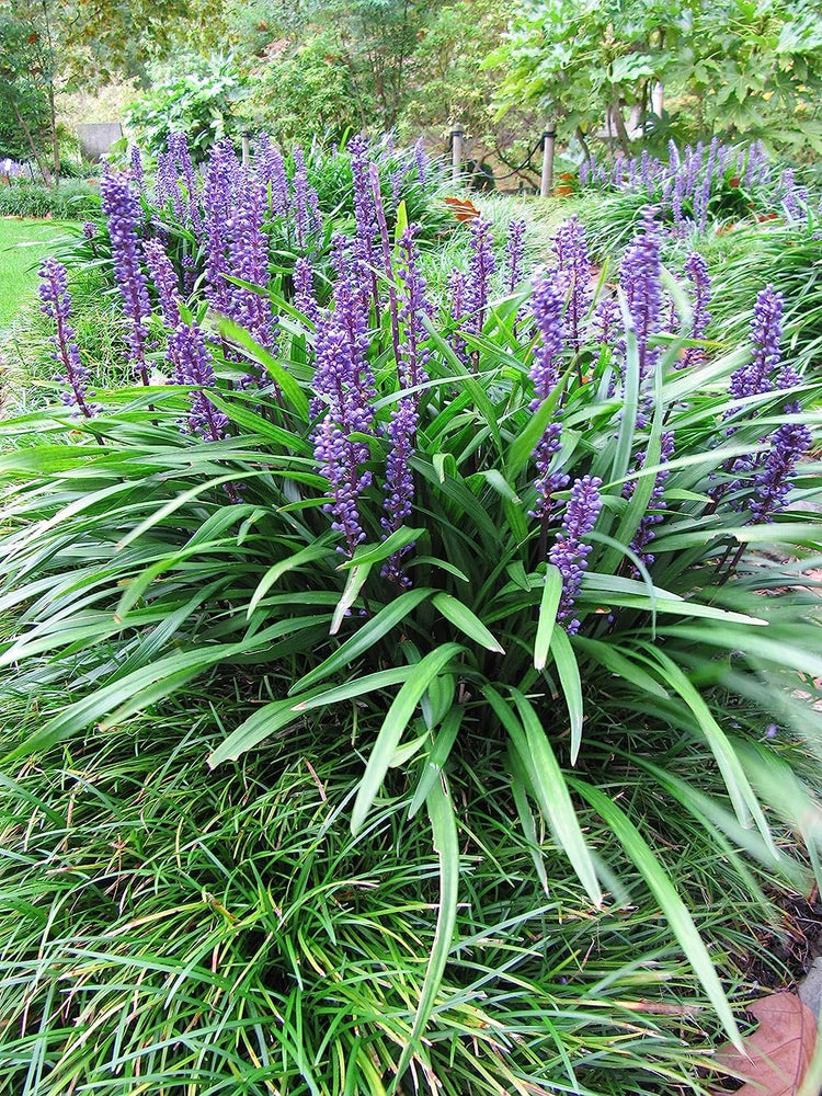 Big Blue Liriope Muscari - Live Plants - Drought Tolerant Low Maintenance Evergreen Grass