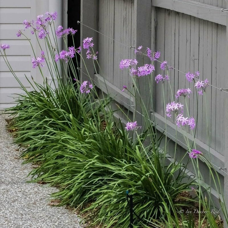 Society Garlic | Large Gallon Size Plants I Tulbaghia Violacea I Live Fragrant Purple Blooms & Edible Leaves, Easy-Care, Drought-Resistant Outdoor Herb (1 Plant)