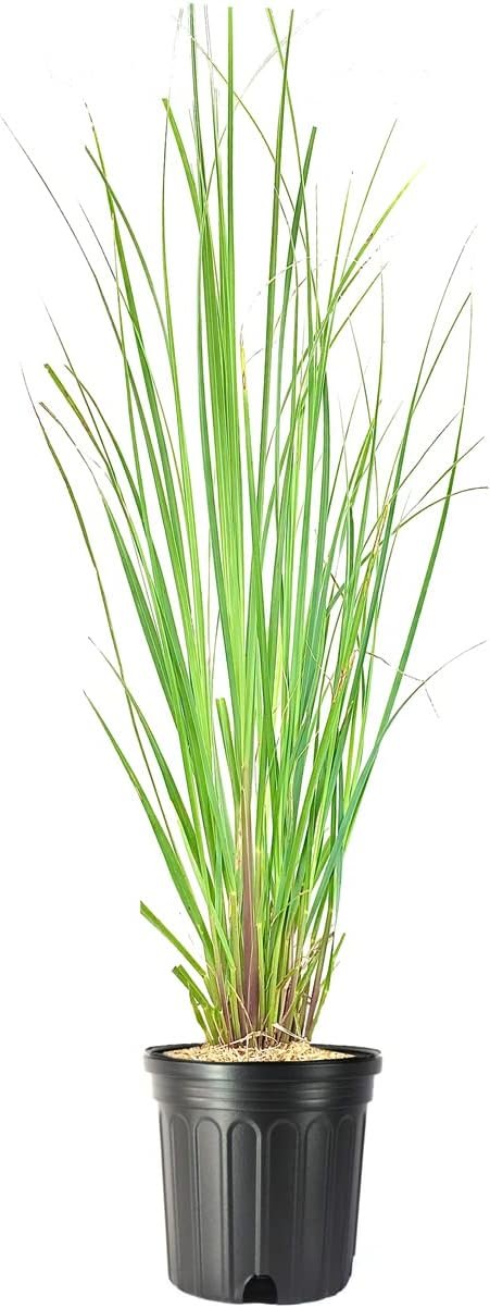 Pampas Grass | Large Gallon Size Plants | Cortaderia Selloana