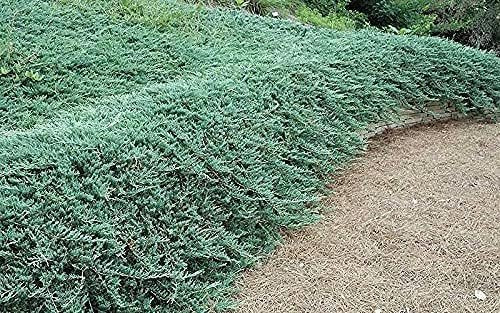 Juniper Bar Harbor - Live Gallon Size Plant - Juniperus Horizontalis - Drought Tolerant Cold Hardy Evergreen Groundcover