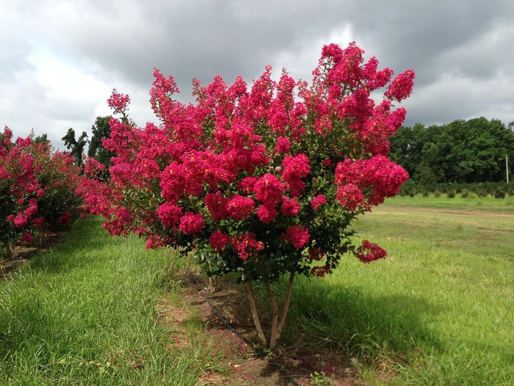 Crape Myrtle Tonto | Live Plants | Fuchsia Red/Pink Blooms, Premium Live Plant, Ornamental Shrub for Captivating Garden Accents