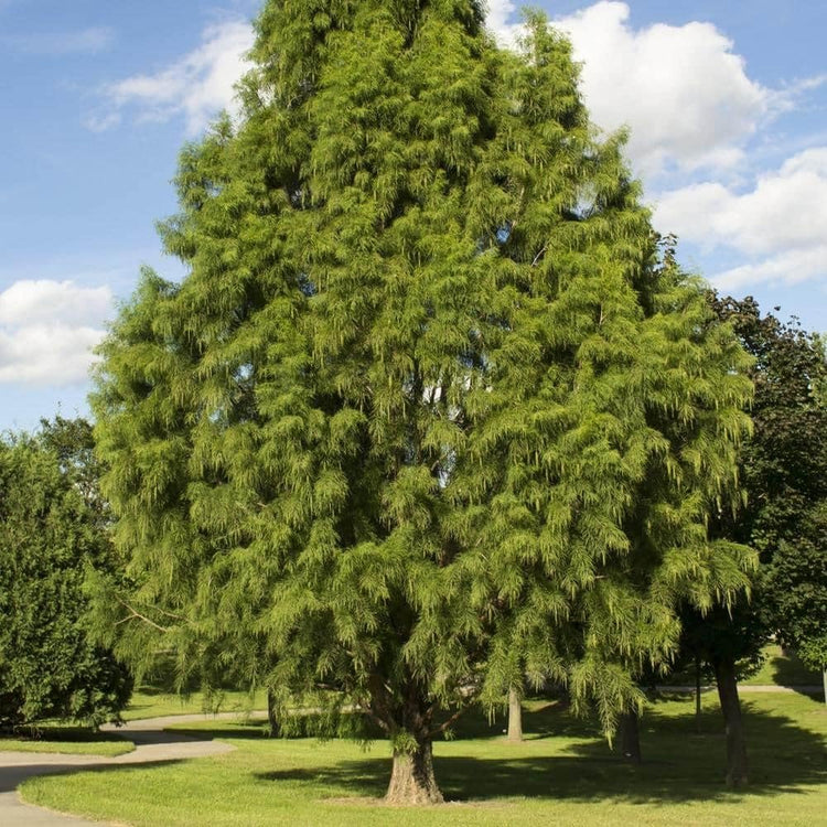 Bald Cypress | Live Trees | Taxodium Distichum | Fast Growing Shade Tree