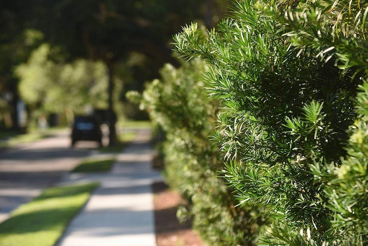 Dwarf Podocarpus Macrophyllus Pringles - Live Plants - Dense Evergreen Low Hedge or Bonsai