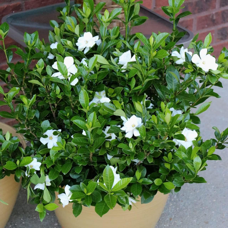 Gardenia Dwarf Radicans | Large Gallon Size Plants | Fragrant Blooming Shrub | Gardenia Jasminoides Cape Jasmine