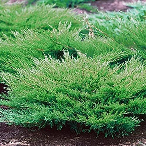 Juniper Andorra Compacta - Live 4 Inch Plants - Juniperus Horizontalis - Drought Tolerant Cold Hardy Evergreen Groundcover