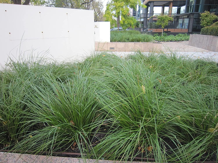 Lomandra longifolia Breeze | Large Gallon Size Plants | Dwarf Mat Rush | Drought Tolerant Low Maintenance Ornamental Grass