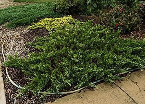 Green Sargent Juniper | Live 4 Inch Pots | Juniperus Chinensis | Drought Tolerant Cold Hardy Evergreen Groundcover Plants