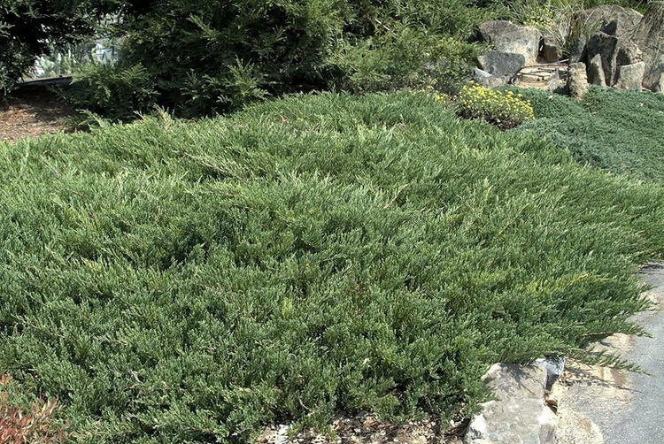 Juniper Andorra Compacta - Live 4 Inch Plants - Juniperus Horizontalis - Drought Tolerant Cold Hardy Evergreen Groundcover