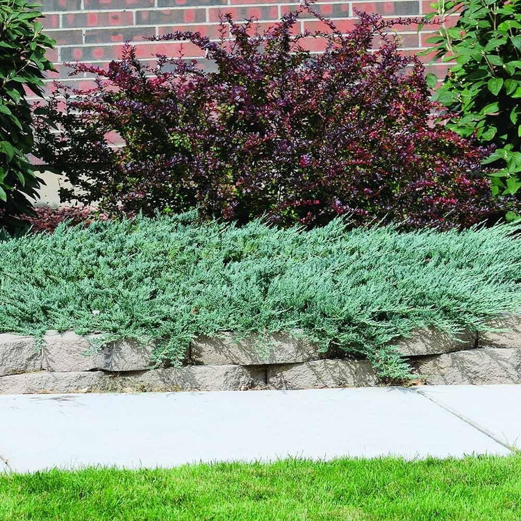 Blue Rug Juniper | Extra Large 3 Gallon Plant | Live Ground Cover Evergreen Shrubs for Landscaping, Garden, Slope Control - Drought Tolerant, Low Maintenance