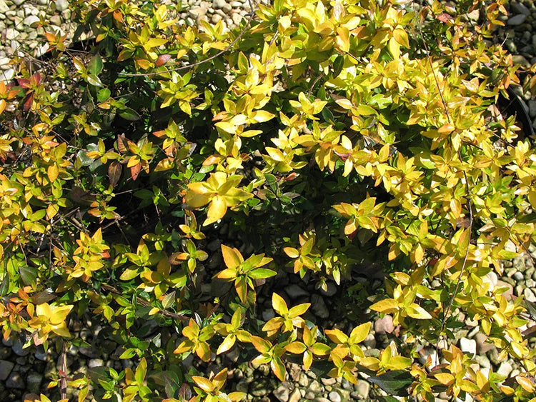 Abelia Grandiflora Francis Mason - Live Plants - Flowering Deer Resistant Butterfly Attracting Shrub