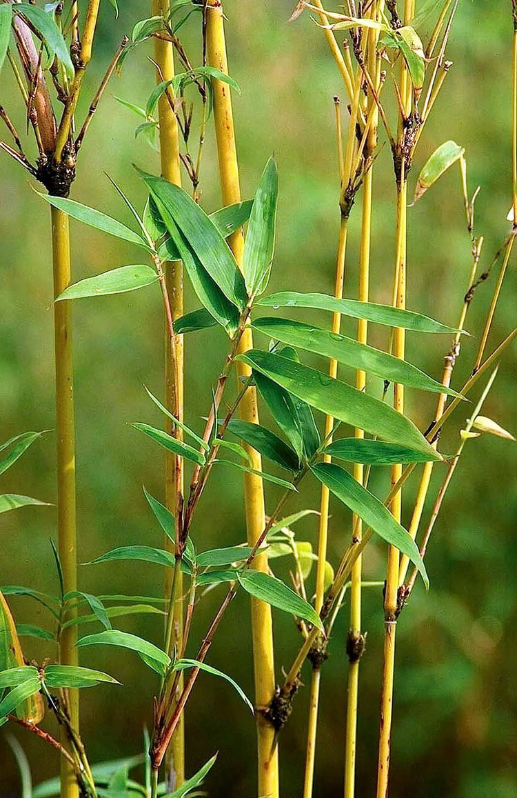 Golden Goddess Hedge Bamboo Plant | Live Plants | Bambusa Multiplex