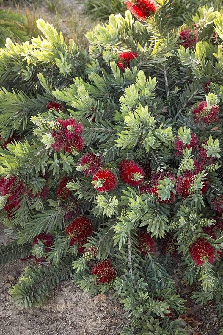 Little John Dwarf Bottlebrush | Live Plants | Callistemon | Compact Blooming Shrub | Attracts Hummingbirds and Butterflies