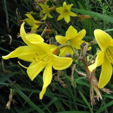 Daylily Yangtze I Live 3 Inch Pots I Hemerocallis | Yellow Flowers | Lush Scarlet Blooms, Exquisite Perennial Highlight, Effortless Growth for Garden Brilliance