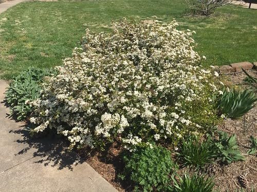 Viburnum Mrs. Schiller's Delight I Live Plants I Dwarf Obovatum I Evergreen Shrub with Fragrant White Blooms, Ideal for Hedges, Borders, and Ornamental Landscaping (40 Plants)