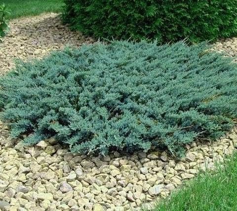 Juniper Blue Sargent | Live Gallon Size Plants | Juniperus Chinensis