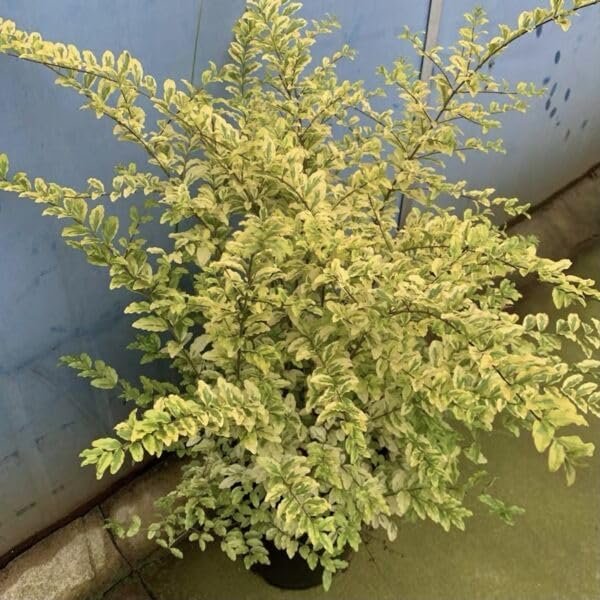 Ligustrum Japonicum Howard I Large Gallon Size Plants I Variegated Privet Howard I Quality, Evergreen Japanese Privet Shrub for Ornamental Landscaping, Fast-Growing, Low-Maintenance (2 Plants)