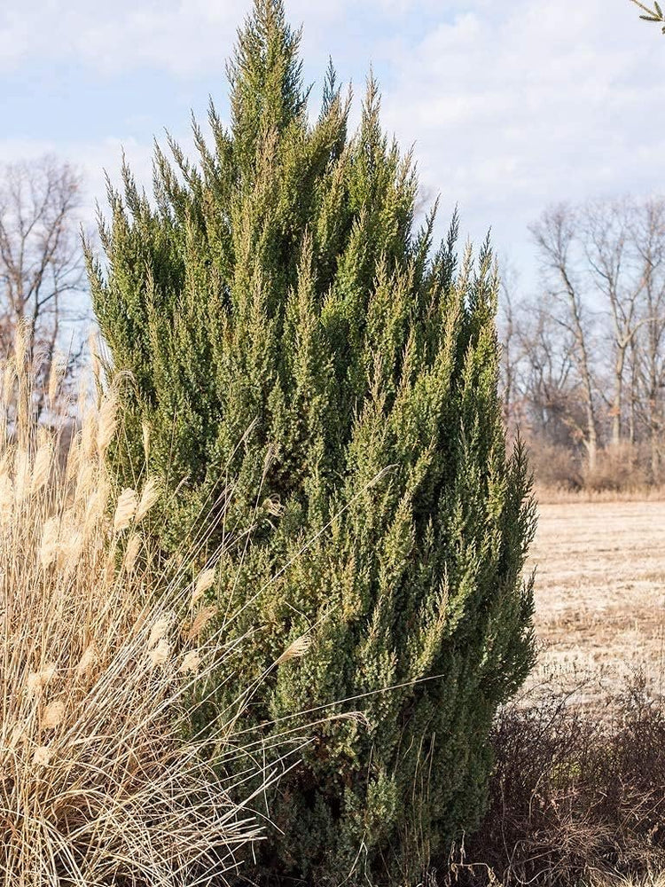 Spiny Greek Juniper | Live Gallon Size Tree | Juniperus Chinensis | Drought Tolerant Cold Hardy Evergreen Screening Plant