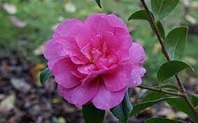 Camellia Sasanqua Sparkling Burgundy I Extra Large 3 Gallon Plants I Pink Flowering Radiant Deep Red Blooms, Live Plant for Gardens & Patios, Elegant Ornamental Shrub (1 Plant)