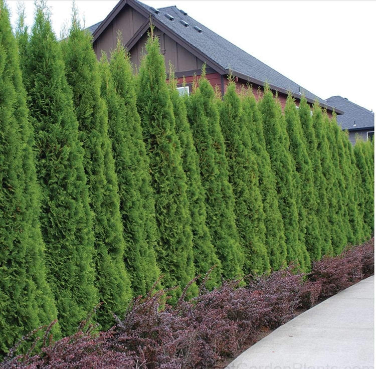 Thuja Emerald Green Arborvitae | Live Plants | Evergreen Privacy Hedge Tree Shrub