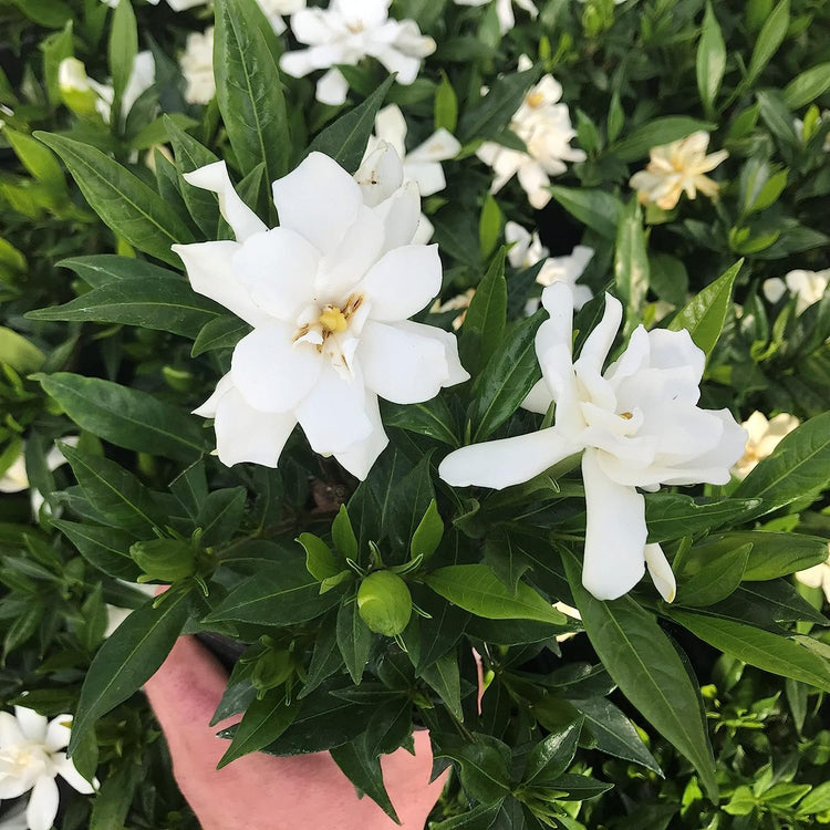 Frostproof Gardenia | Large Gallon Size Plant | Fragrant Blooming Shrub