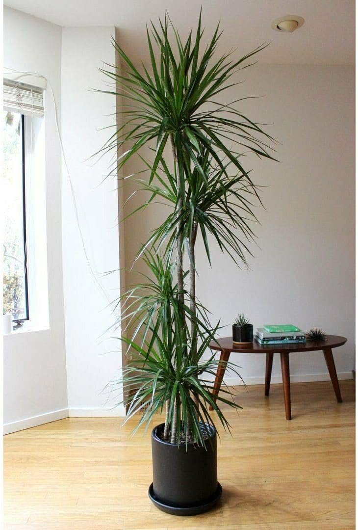 Madagascar Dragon Tree | Live Dracaena Marginata | 4 Feet Tall | Large Beautiful Florist Quality House Plant